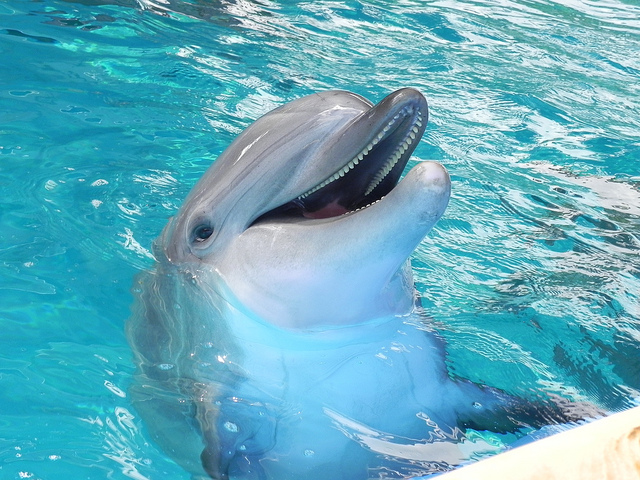 Energia Infinita Happy-dolphin